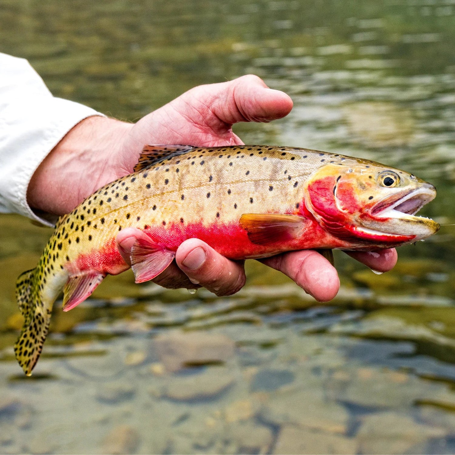 Fishing